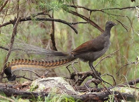 yrlebird|lyrebirds australia.